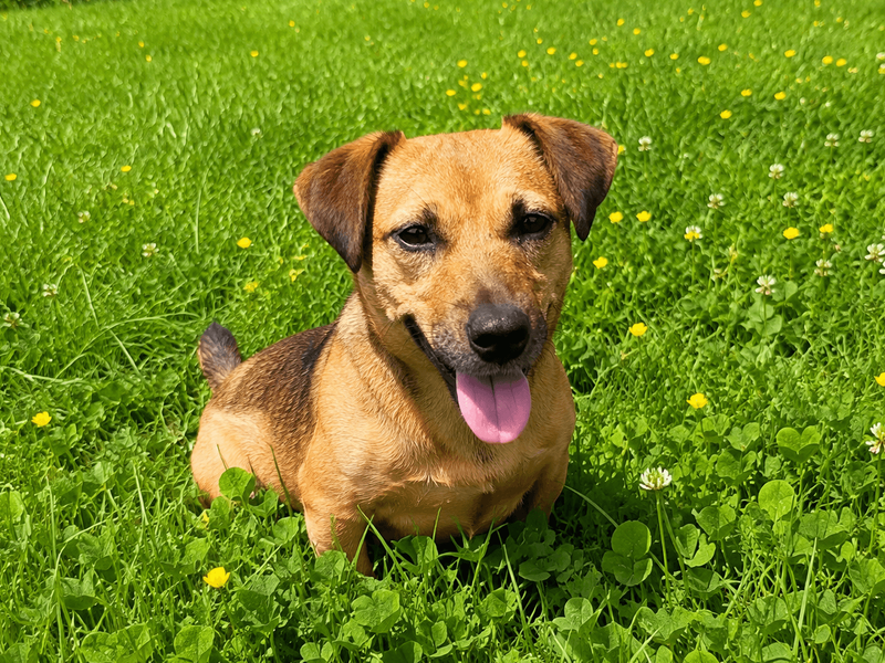 Max | Terrier (Jack Russell) Cross | Bridgend (Wales) - 1