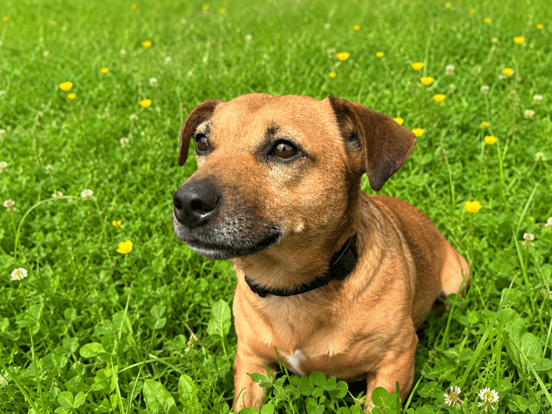 Max | Terrier (Jack Russell) Cross | Bridgend (Wales) - 3