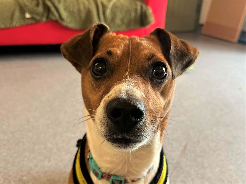 undefined | Terrier (Jack Russell) | undefined - 4