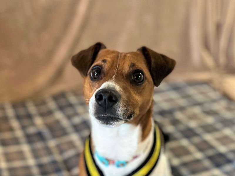 undefined | Terrier (Jack Russell) | undefined - 1