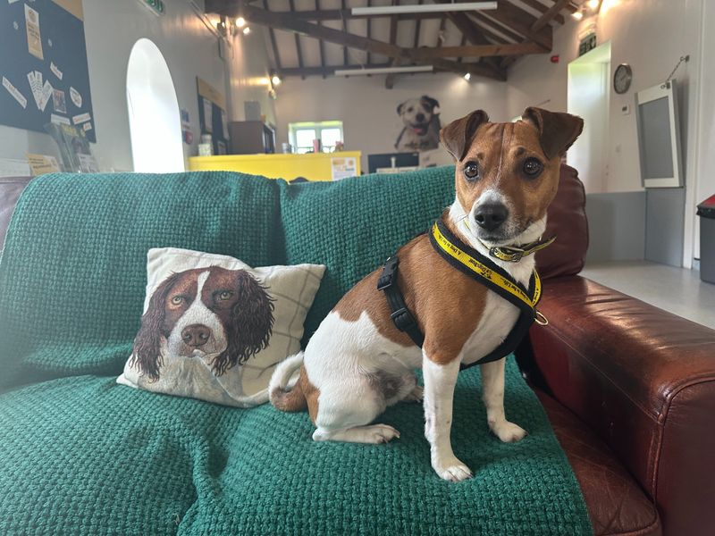 undefined | Terrier (Jack Russell) | undefined - 3
