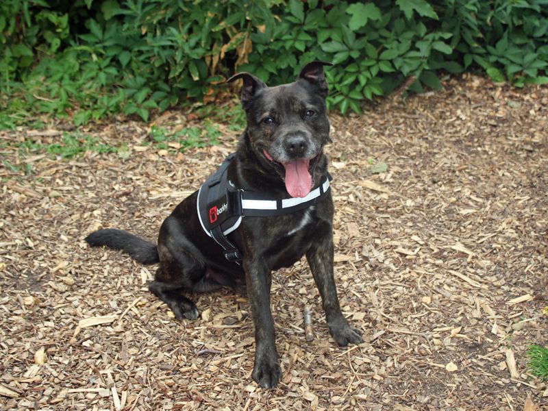 Sonny | Terrier (Staffordshire Bull) | Merseyside (Liverpool) - 3