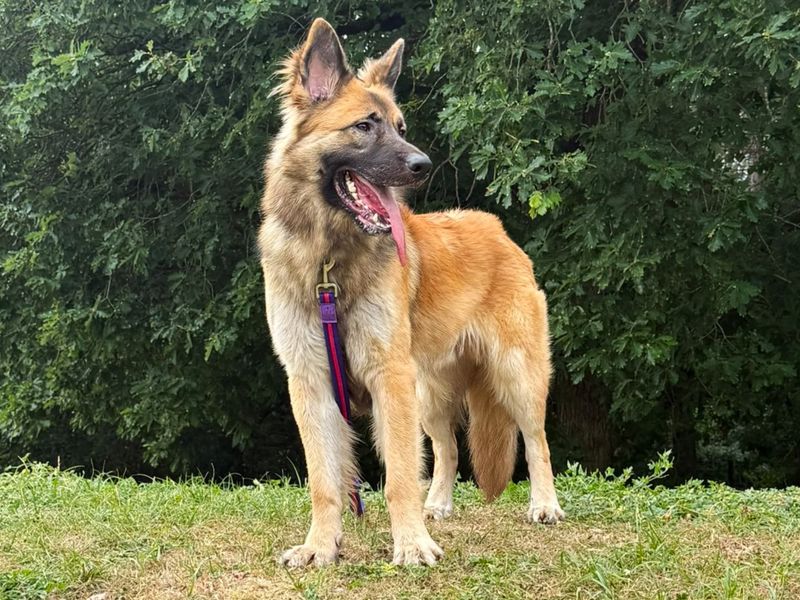 Tywin | German Shepherd Dog Cross | Canterbury - 1