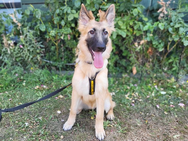Ella | Belgian Shepherd Dog (Malinois) | Harefield West London - 1