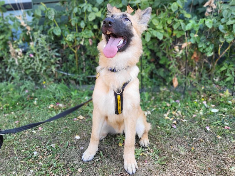 Ella | Belgian Shepherd Dog (Malinois) | Harefield West London - 3