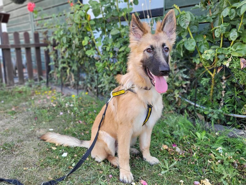 Ella | Belgian Shepherd Dog (Malinois) | Harefield West London - 2