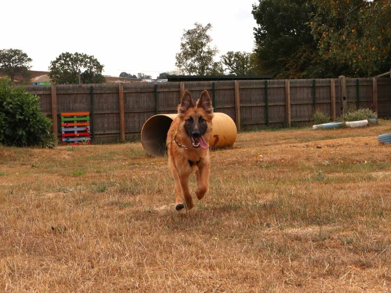 Jaime | Belgian Shepherd Dog (Malinois) | Harefield West London - 2