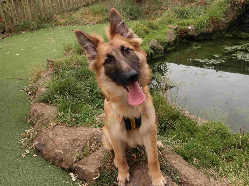 Jaime | Belgian Shepherd Dog (Malinois) | Harefield West London - 1