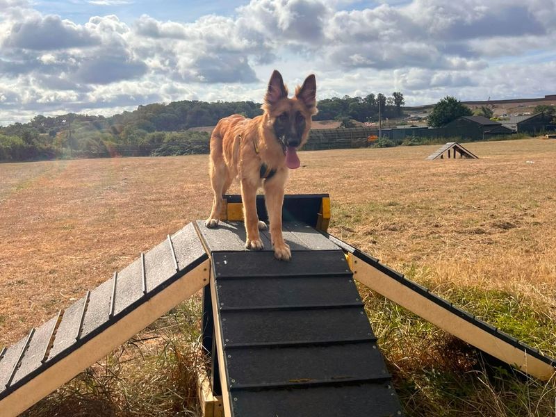 Jaime | Belgian Shepherd Dog (Malinois) | Harefield West London - 3
