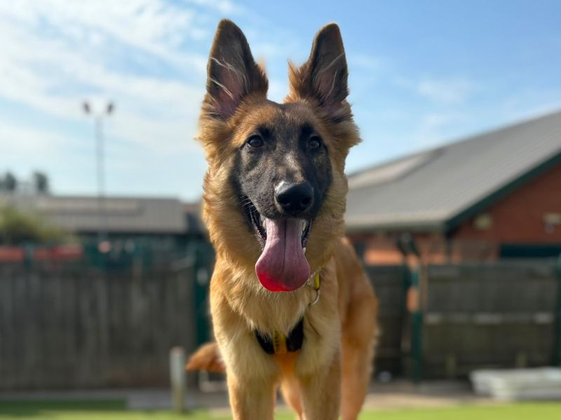 Jaime | Belgian Shepherd Dog (Malinois) | Harefield West London - 4