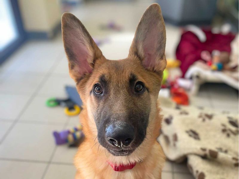 Cove | Belgian Shepherd Dog (Malinois) | Shoreham (Sussex) - 1
