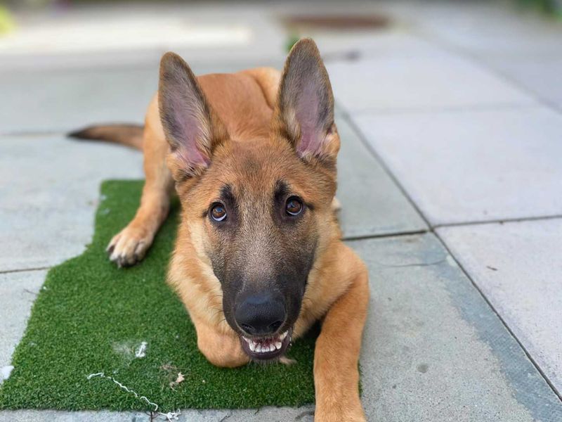 Cove | Belgian Shepherd Dog (Malinois) | Shoreham (Sussex) - 2