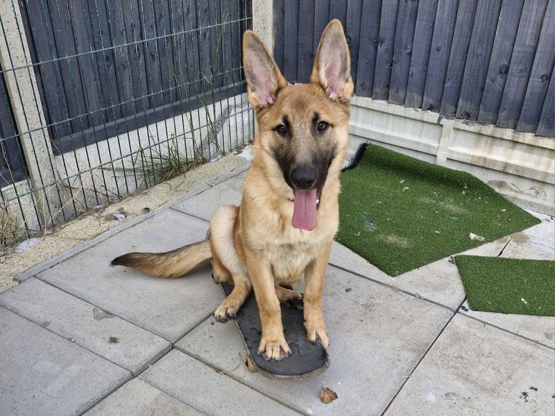 Cove | Belgian Shepherd Dog (Malinois) | Shoreham (Sussex) - 3