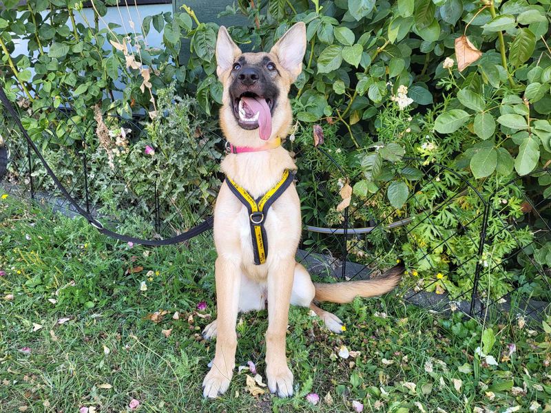 Cersei | Belgian Shepherd Dog (Malinois) | Harefield West London - 3