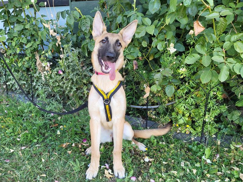 Cersei | Belgian Shepherd Dog (Malinois) | Harefield West London - 2
