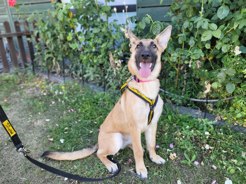 Cersei | Belgian Shepherd Dog (Malinois) | Harefield West London - 1