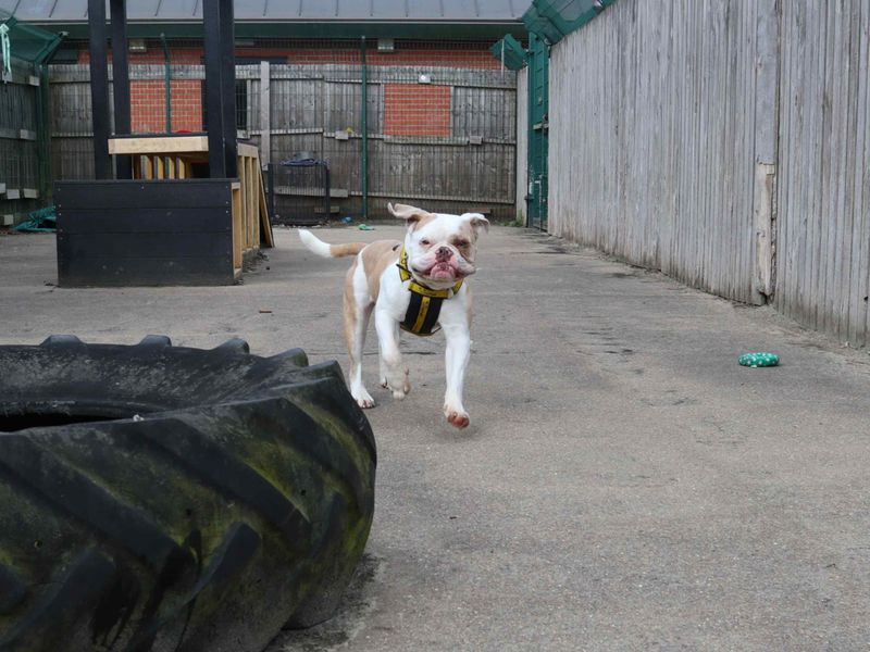 English Bulldog Dogs And Puppies For Adoption