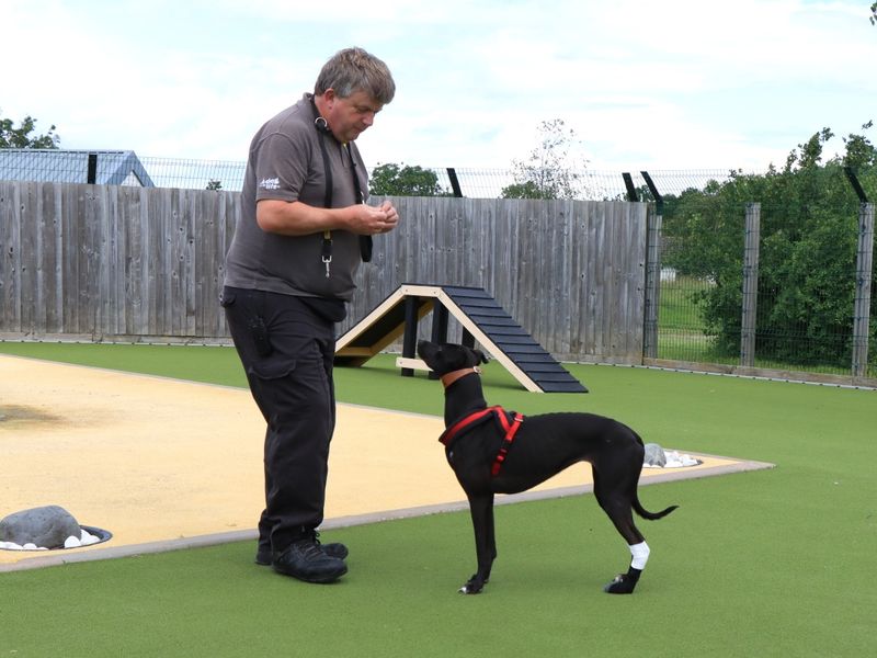undefined | Lurcher | undefined - 4