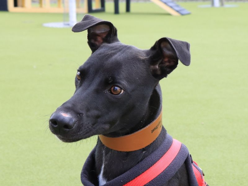 undefined | Lurcher | undefined - 2
