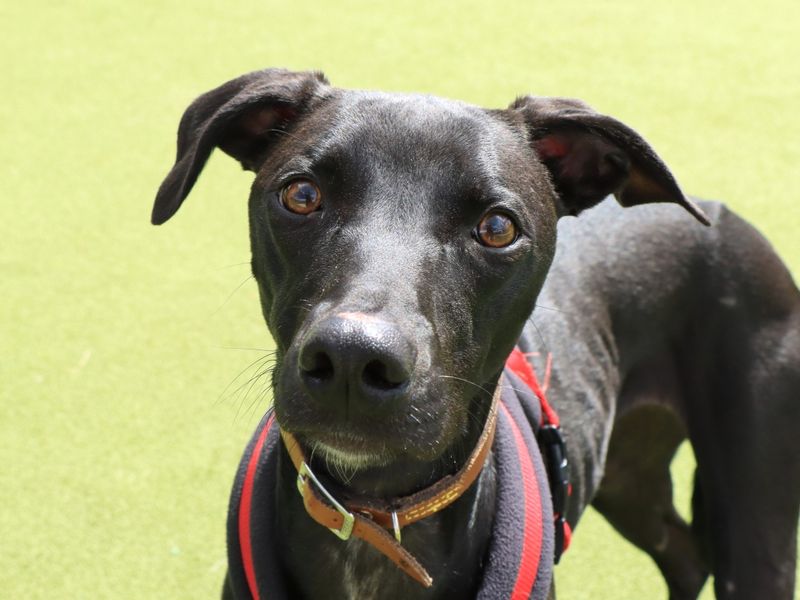 undefined | Lurcher | undefined - 5