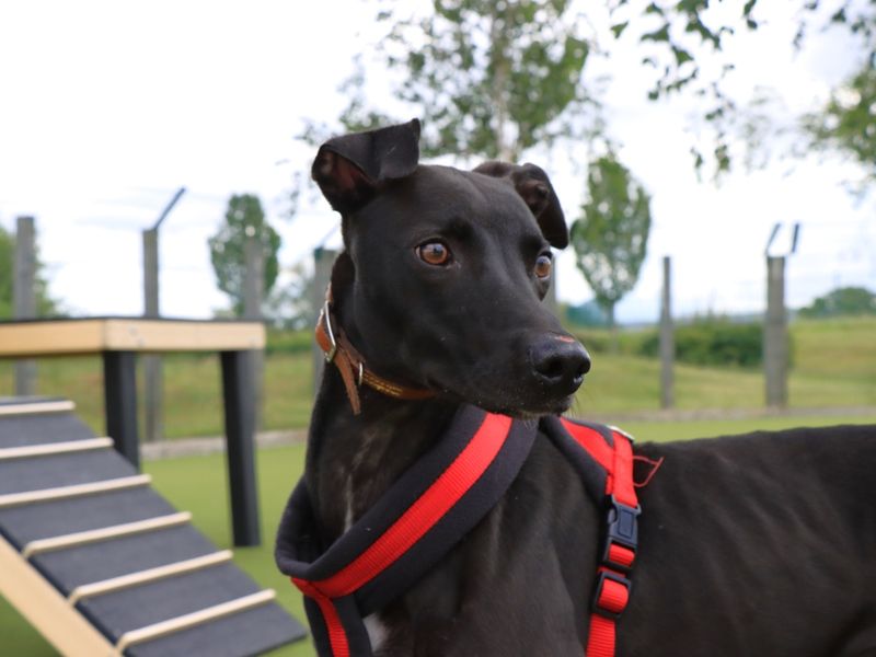undefined | Lurcher | undefined - 1