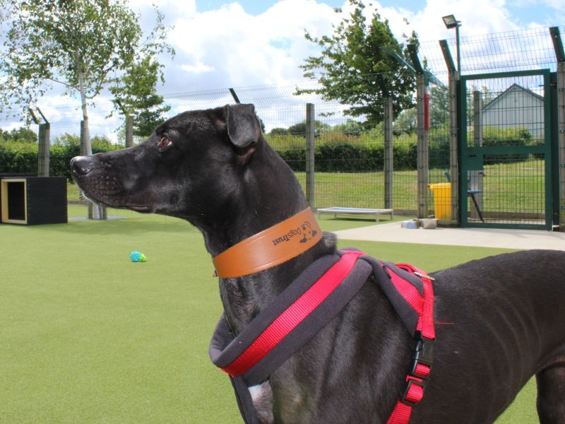 undefined | Lurcher | undefined - 6