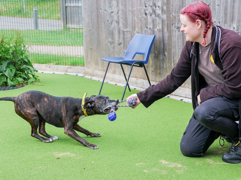 Bambi | Terrier (Staffordshire Bull) | Evesham (Worcestershire) - 6