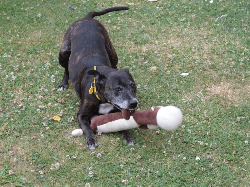 Bambi | Terrier (Staffordshire Bull) | Evesham (Worcestershire) - 7
