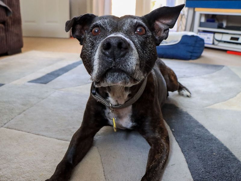 Bambi | Terrier (Staffordshire Bull) | Evesham (Worcestershire) - 5