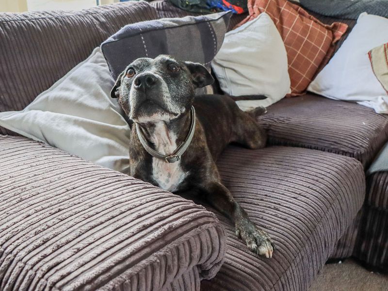 Bambi | Terrier (Staffordshire Bull) | Evesham (Worcestershire) - 2