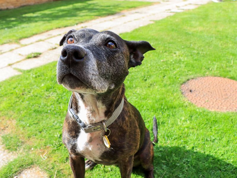 Bambi | Terrier (Staffordshire Bull) | Evesham (Worcestershire) - 9