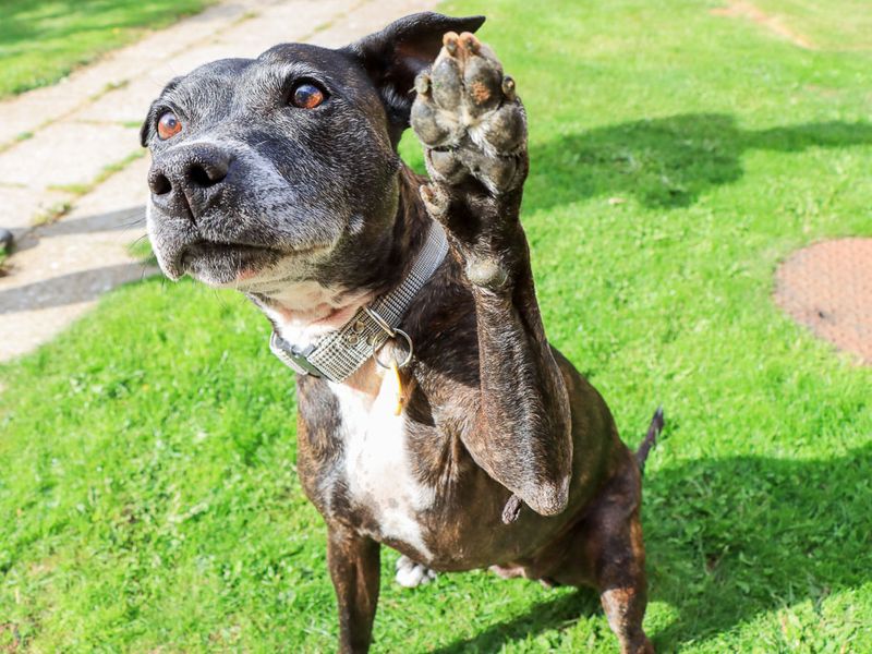 Bambi | Terrier (Staffordshire Bull) | Evesham (Worcestershire) - 1