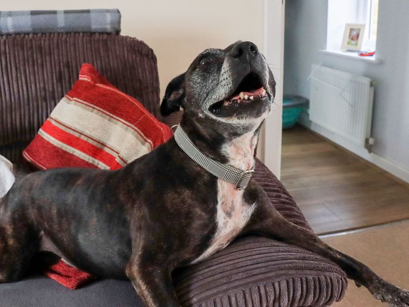 Bambi | Terrier (Staffordshire Bull) | Evesham (Worcestershire) - 8