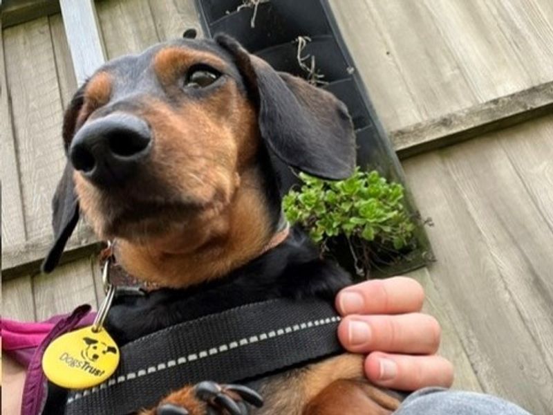 Dolly Daxi | Dachshund (Miniature Smooth Haired) | Shoreham (Sussex) - 5