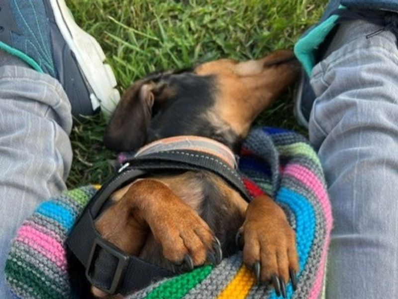 Dolly Daxi - Image 4 of 5