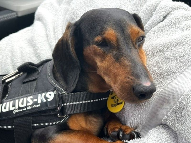 Dolly Daxi | Dachshund (Miniature Smooth Haired) | Shoreham (Sussex) - 2