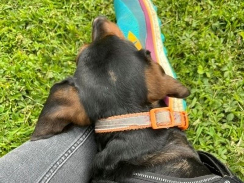 Dolly Daxi - Image 3 of 5