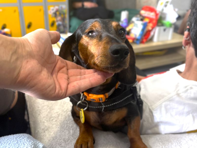 Dolly Daxi | Dachshund (Miniature Smooth Haired) | Shoreham (Sussex) - 2