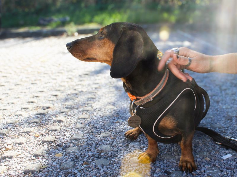 Dolly Daxi | Dachshund (Miniature Smooth Haired) | Shoreham (Sussex) - 4