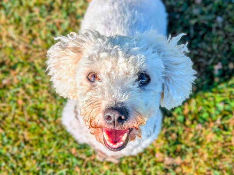 Poppy | Bichon Frise | Shoreham (Sussex) - 1