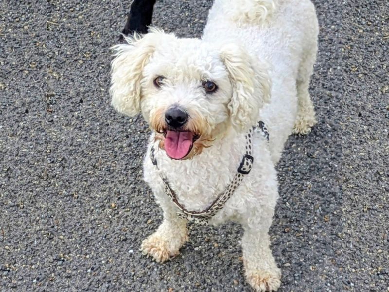 Poppy | Bichon Frise | Shoreham (Sussex) - 2