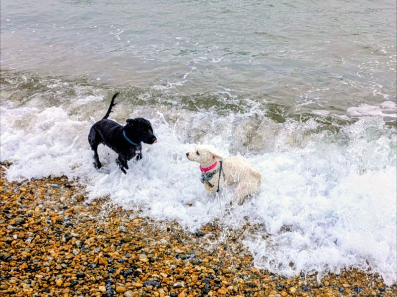 Poppy | Bichon Frise | Shoreham (Sussex) - 3