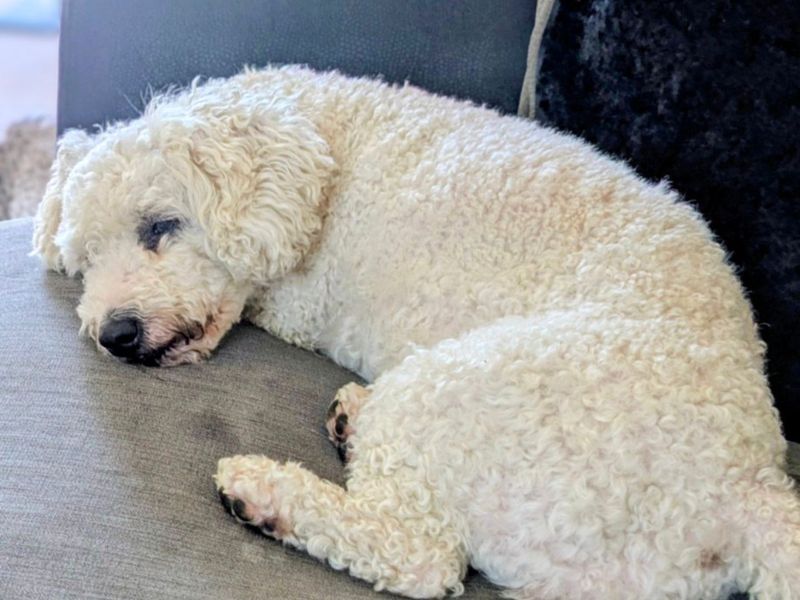 Poppy | Bichon Frise | Shoreham (Sussex) - 4