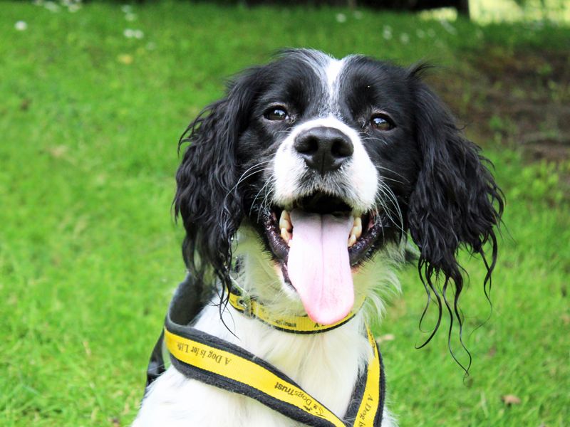 Leo | Spaniel (English Springer) | Merseyside (Liverpool) - 1