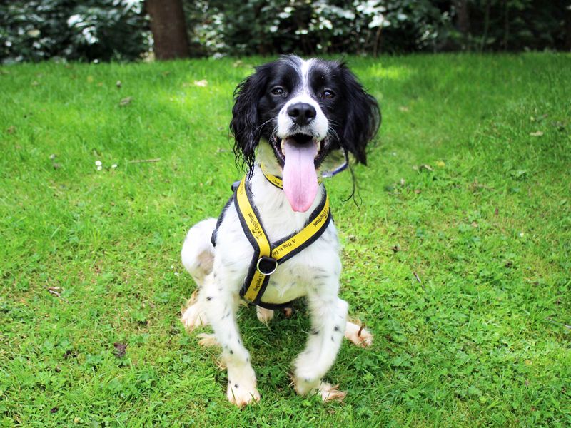 Leo | Spaniel (English Springer) | Merseyside (Liverpool) - 3