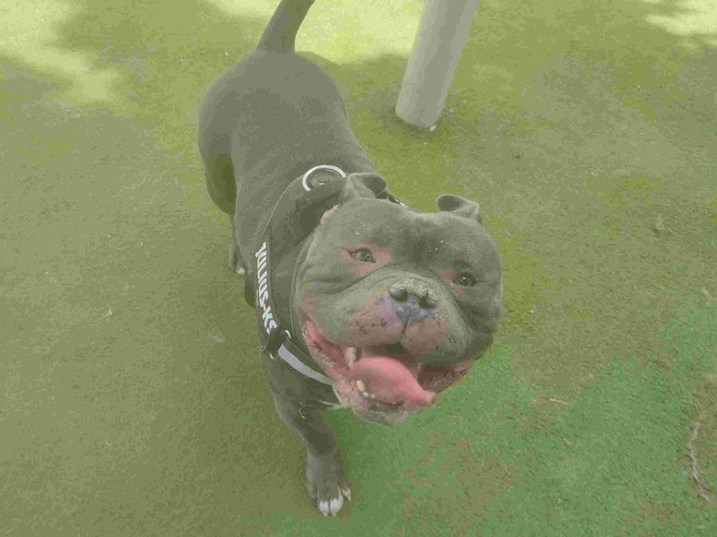 undefined | American Bully Pocket | undefined - 2