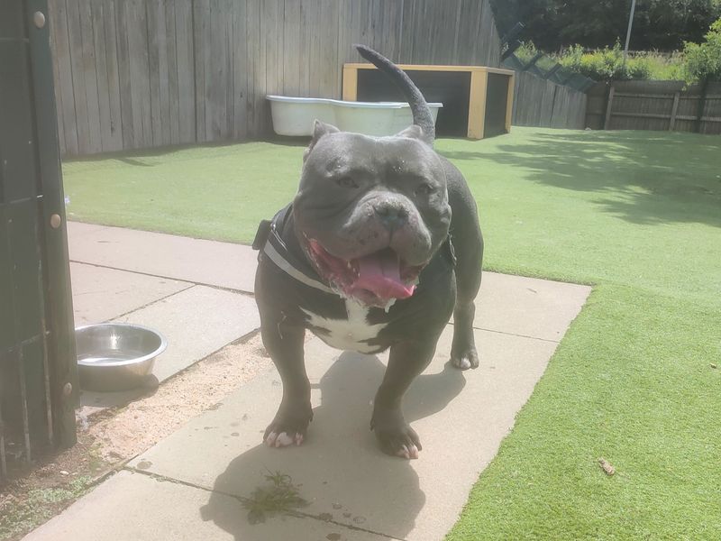 undefined | American Bully Pocket | undefined - 1