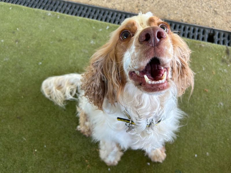 Mabel - Image 4 of 4