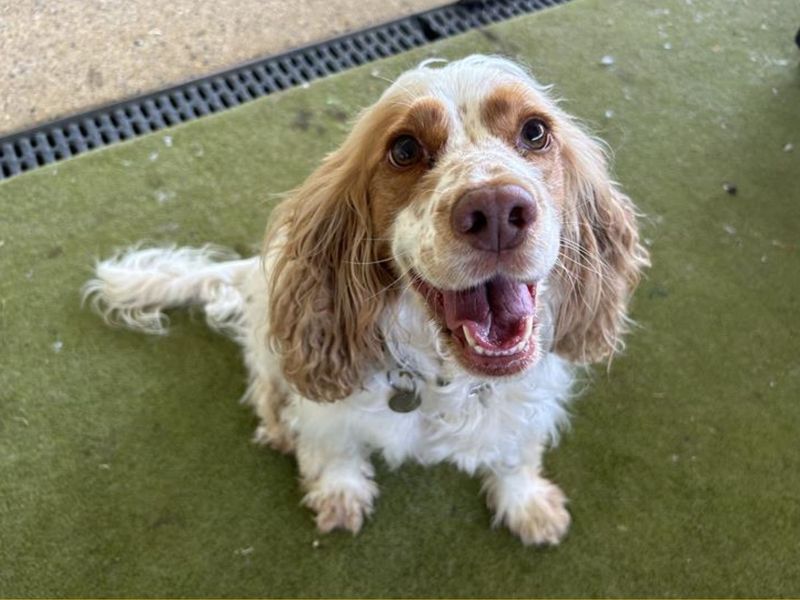Cocker Spaniel Dogs And Puppies For Adoption