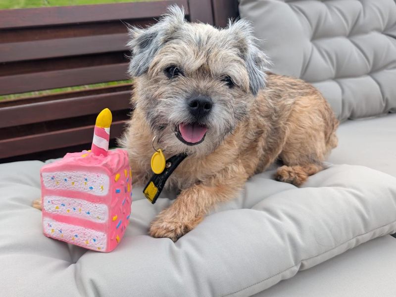 Honey | Terrier (Border) | Glasgow - 5